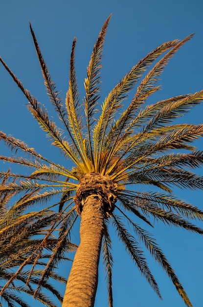 Зеленая пальма Канарского дерева на фоне голубого неба