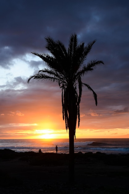 Green Palm Canarian Tree on the Blue Sky Background