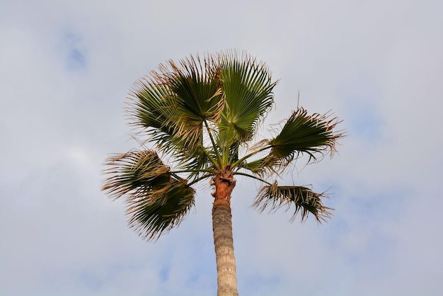 Green Palm Canarian Tree on the Cloudy Sky Background