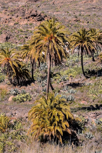 Зеленая пальма Канарского дерева на фоне долины