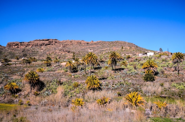 Green Palm Canarian Tree on the Valley Background