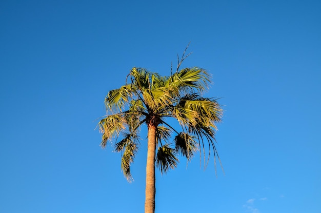 Green Palm Canarian Tree