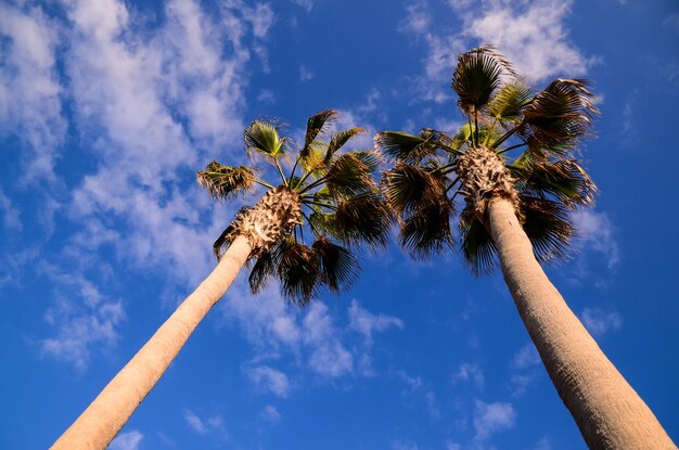 Photo green palm canarian tree