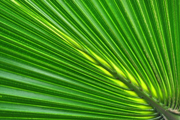 Green palm leaf background