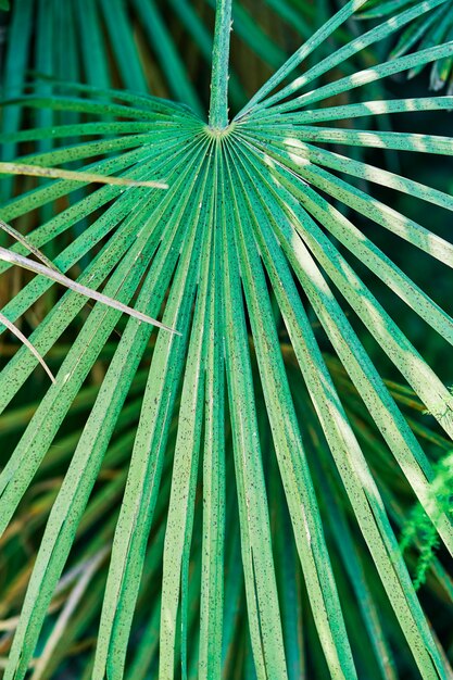 Green palm leaf background