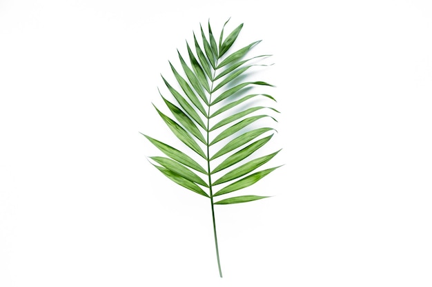 Green palm leaf branches on white background flat lay top view