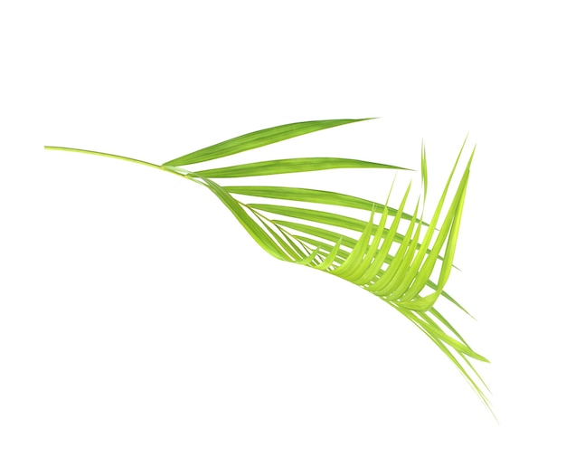 Green palm leaf isolate on white background