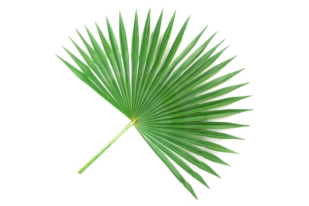 Green palm leaf isolated on white background