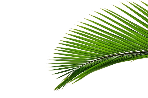 Green palm leaf isolated on white background