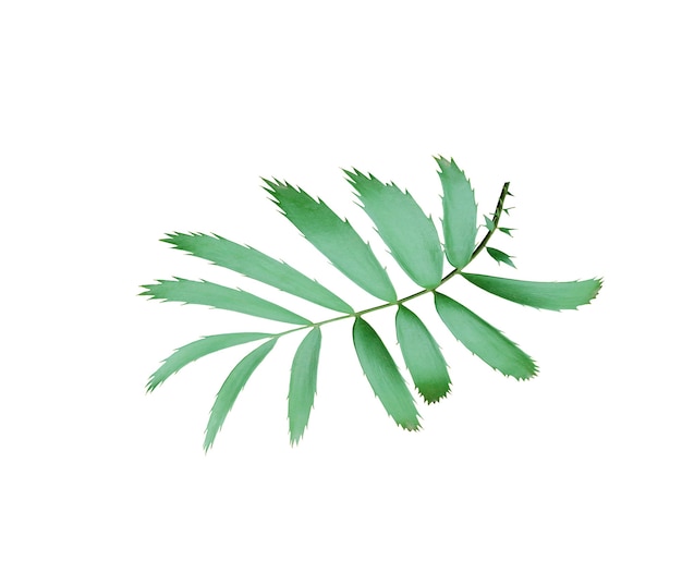 Green palm leaf isolated on white with clipping path