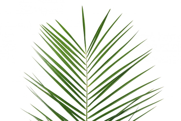 Green palm leaf isolated on white