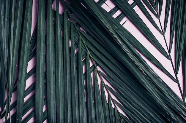 Green palm leaf on pastel pink table top.
