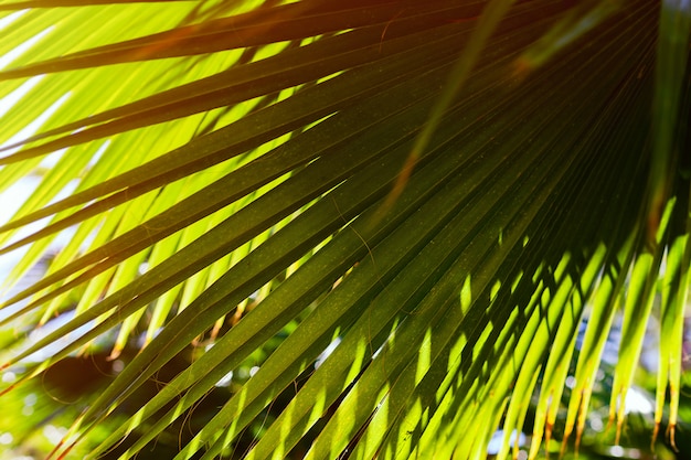 Green palm leaf on a sunset sunlight. background