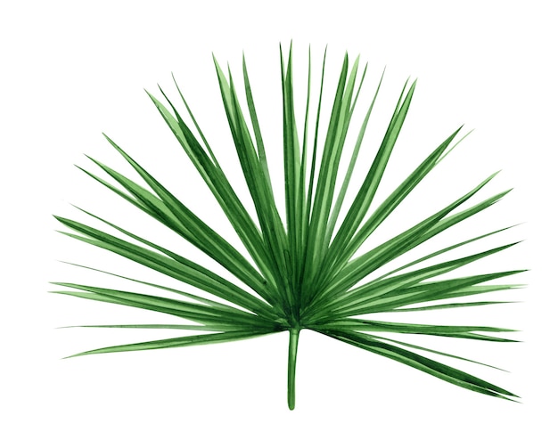 Green palm leaf. Tropical plant. Hand painted watercolor illustration isolated on white.