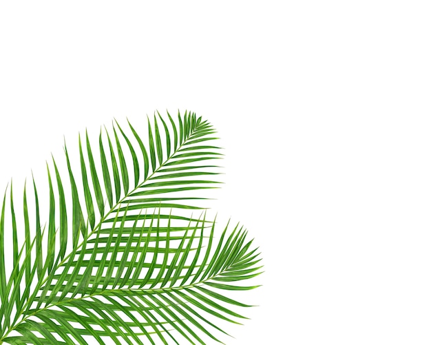 Green palm leaf on white background