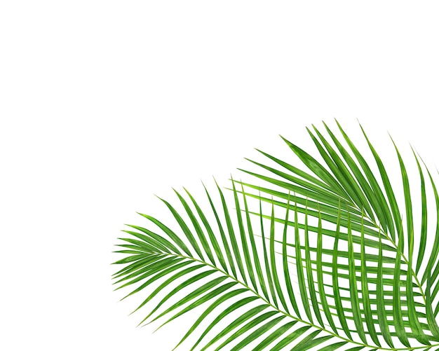 Green palm leaf on white background