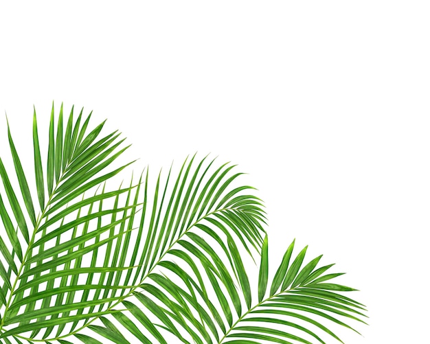 Green palm leaf on white background