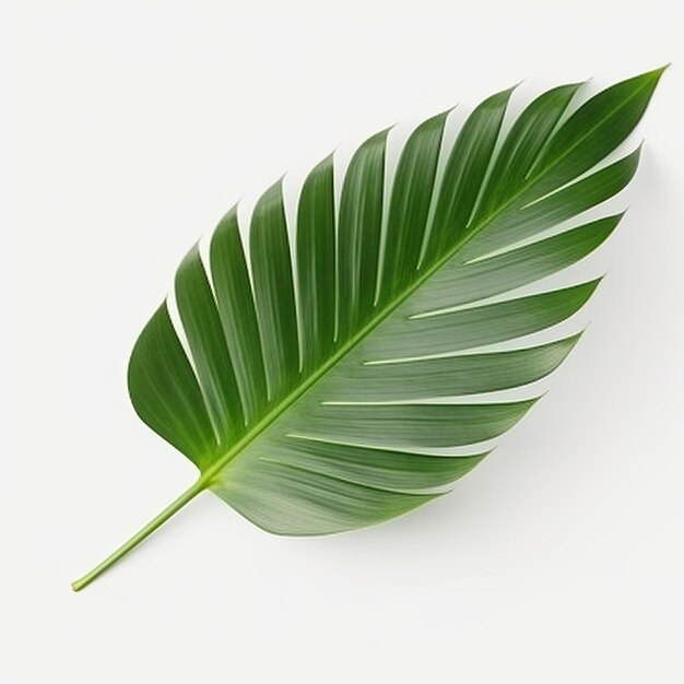 A green palm leaf on a white background