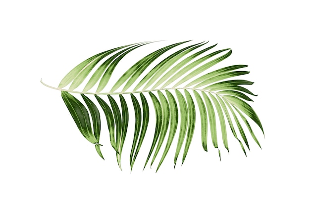 Photo green palm leaf on white