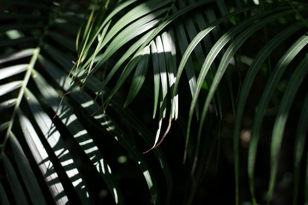 Зеленый пальмовый лист с солнечным светом на темном тропическом тоне.