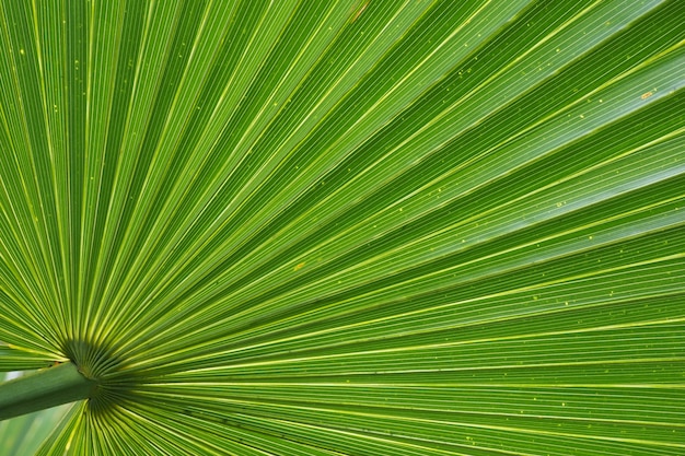 Green palm leaf