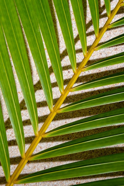 Фото Зеленые пальмовые листья на белом песке с копировальным пространством сверху.