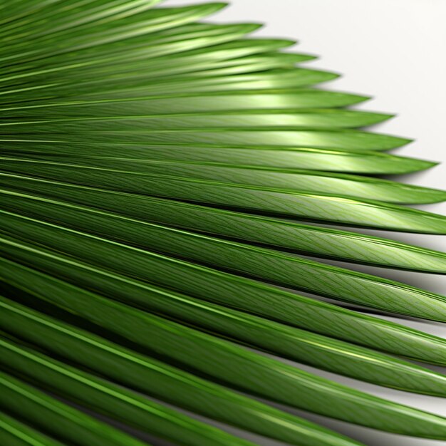 Green palm leaves against a white background