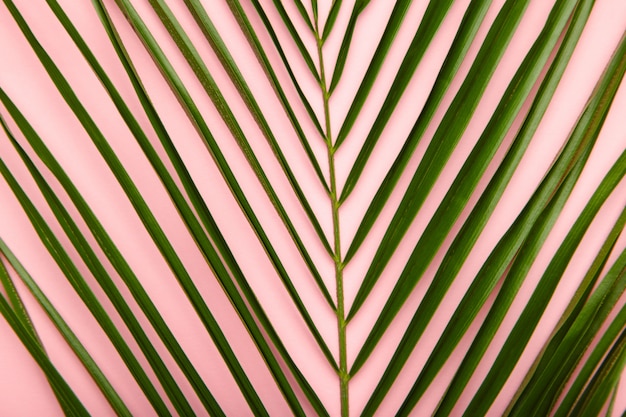 Photo green palm leaves background with copy space. top view