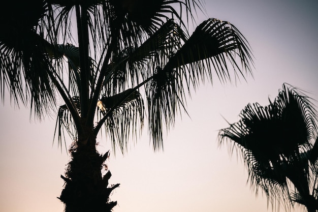 Зеленые пальмовые листья и ветви тропической экзотической пальмы на закате в солнечном свете на фоне голубого неба летом вид на природу снизу