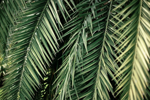 Photo green palm leaves close up background