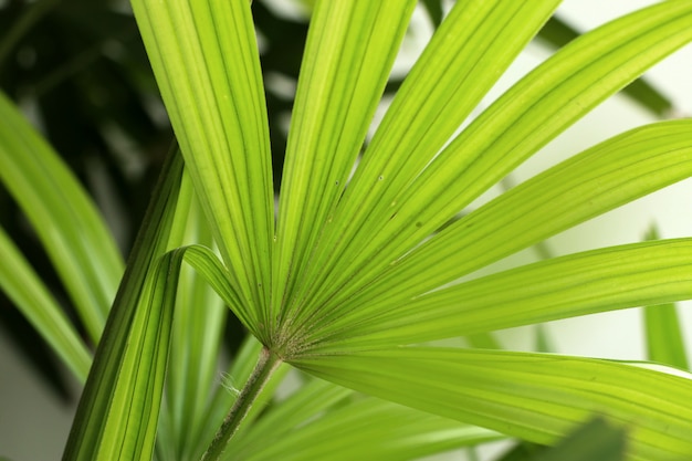 Foto foglie di palma verdi naturali