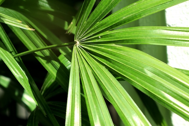 Green palm leaves natural