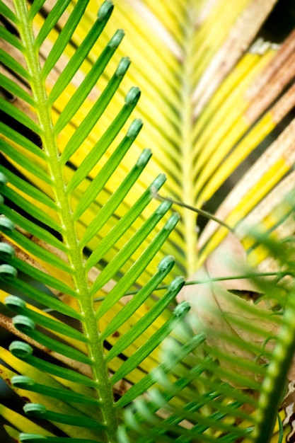 Green palm leaves Palm tree