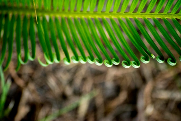 Green palm leaves Palm tree