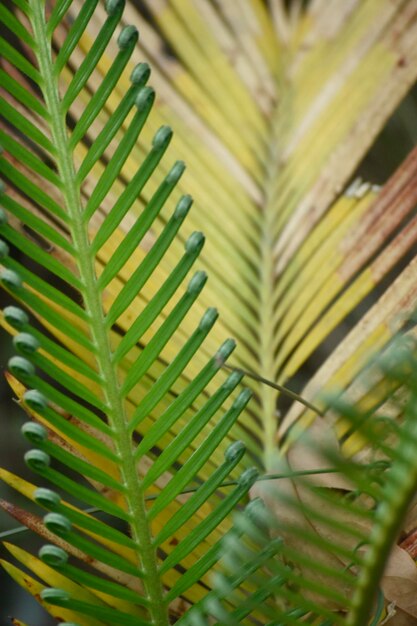 Green palm leaves Palm tree