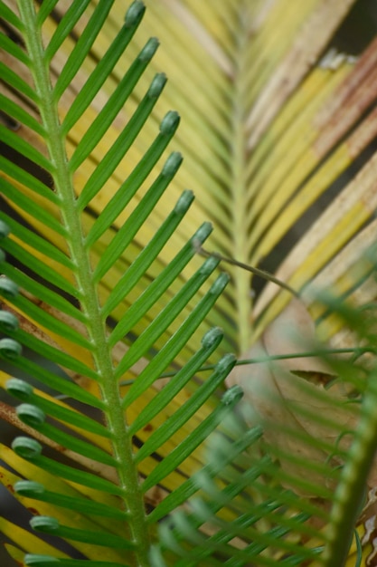 Green palm leaves Palm tree