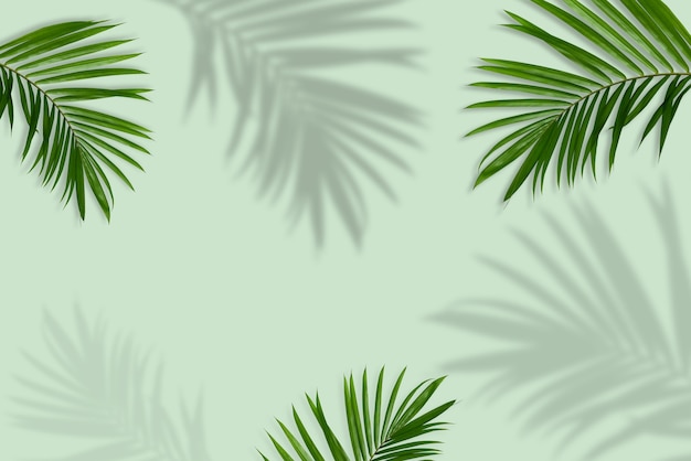 Green palm leaves reflection in tropical forest isolated on pastel green background