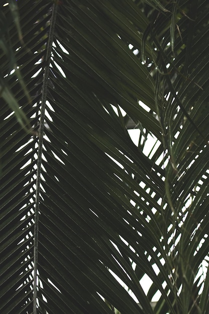 Green palm leaves texture