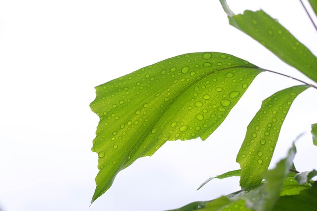 Green palm leaves on white background.