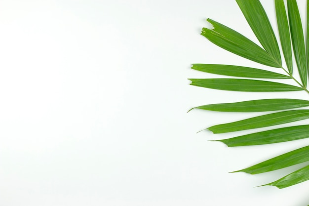 Green palm leaves on white background