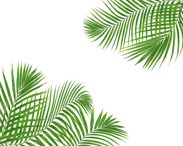 Green palm leaves on white backgroung