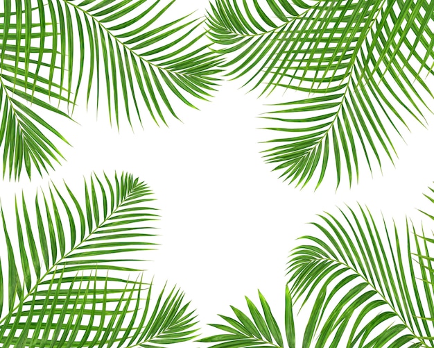 Green palm leaves on white backgroung