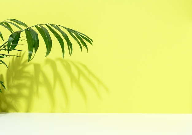 Green palm leaves with shadow on a green background Empty stage