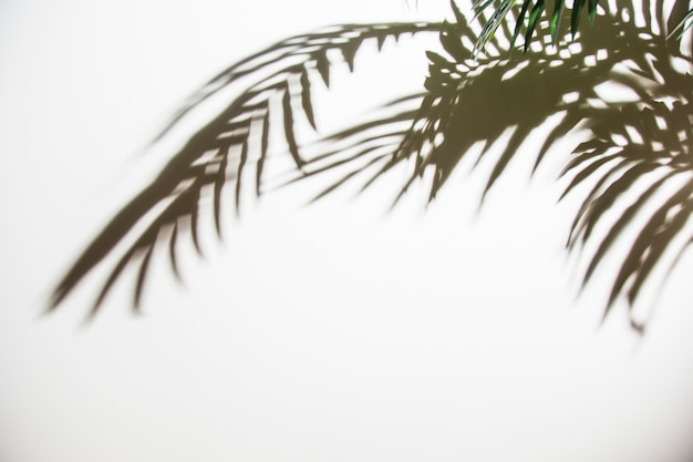 Photo green palm leaves with shadow on white background