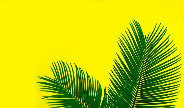 Green palm leaves on a yellow background