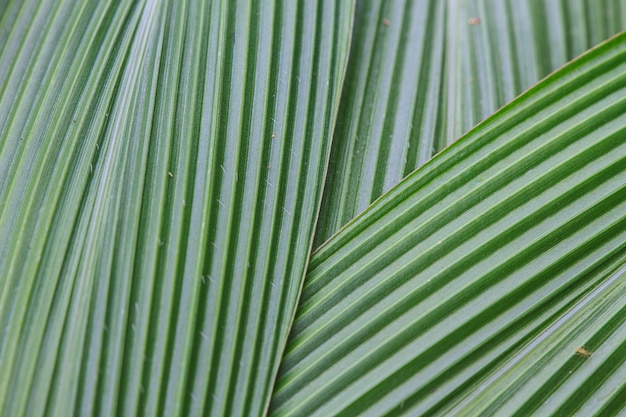 Green Palm leaves