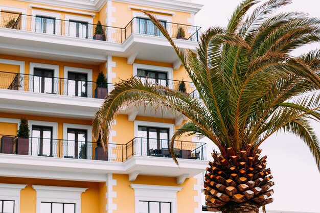 Green palm tree against the background of the yellow facade of an apartment building