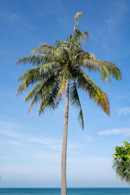 Green palm tree on beach in Phuket island blue sky background Summer sea landscape