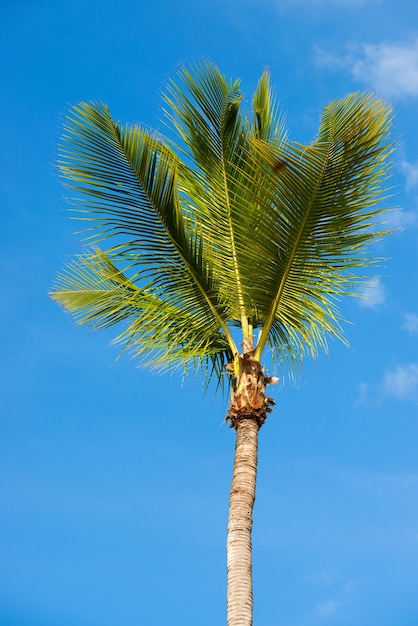 Green palm tree on blue sky background.