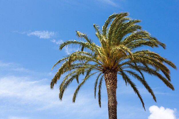 Palma verde su sfondo azzurro del cielo